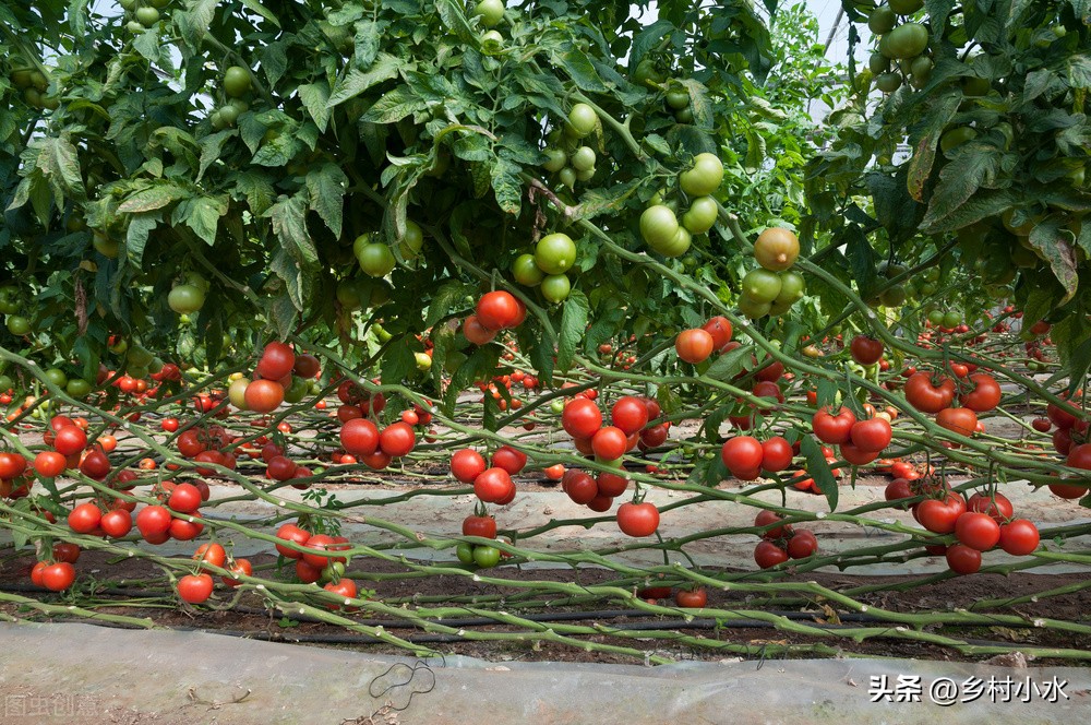 老农教你在家自制磷酸二氢钾溶液，种啥菜都用得上，效果真的好