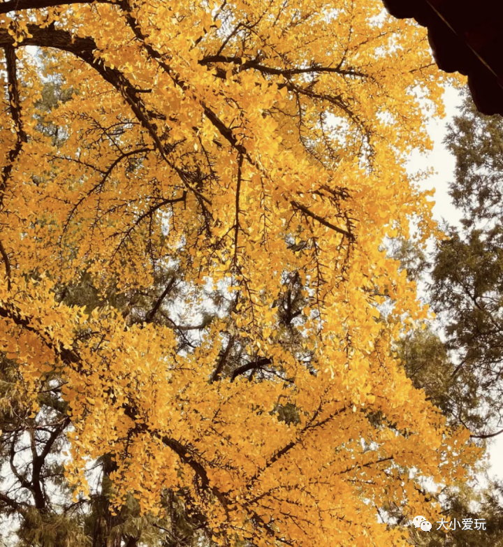 银杏最美的地方,金秋十月最美的银杏