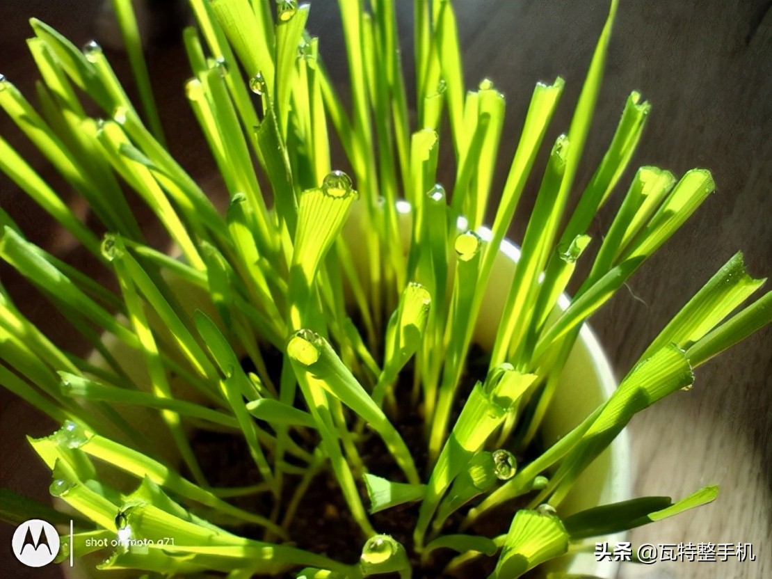 motog71s怎么样,motog71和motog71s比较