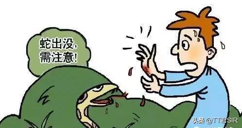 广西男子被眼镜王蛇咬,老汉被眼镜王蛇咬伤