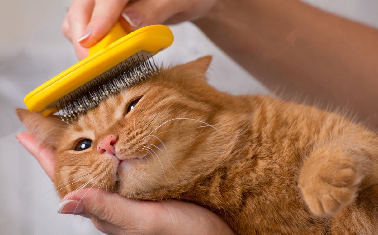 猫咪吃啥可以防止掉毛,猫咪掉毛很严重怎样解决