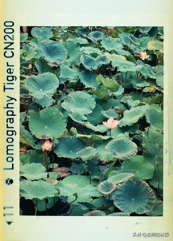 110胶卷/相机保姆级教程/相机选择/胶卷选择/冲扫店铺/实拍样片