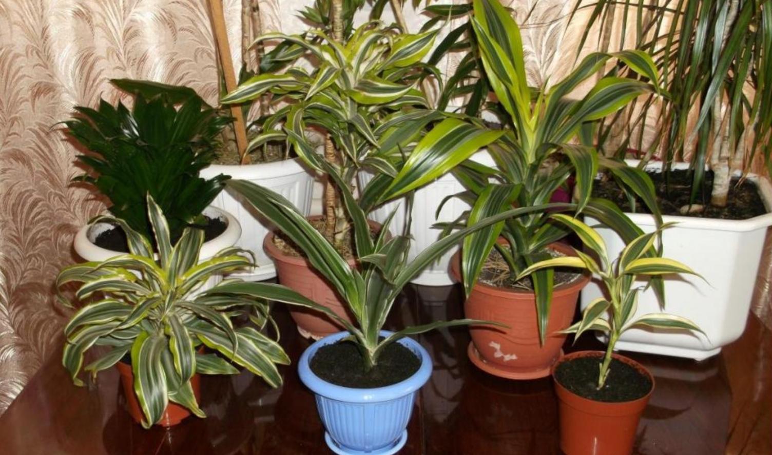 水培的巴西木可以种在花盆里吗,巴西木盆栽好还是水培好