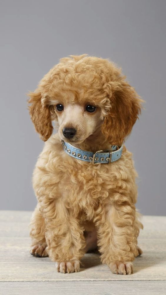 十大最好的宠物品种狗排名榜,世界十大顶级山羊品种