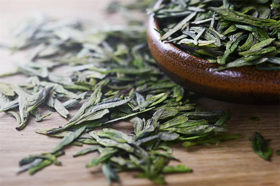 南茶北引，一棵茶树的北方迁移史