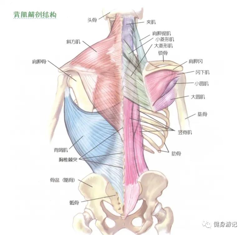 肩膀倒三角训练动作,家里练倒三角动作