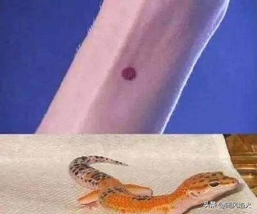 关于守宫砂的文案,守宫砂搞笑文案