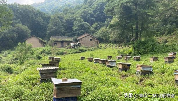 为什么超市的蜂蜜不能买,现在超市里蜂蜜那么便宜是真的吗