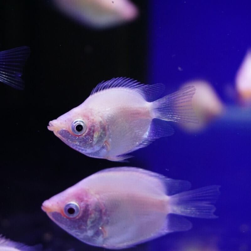 热带鱼科普介绍,热带鱼和猪太白认识吗