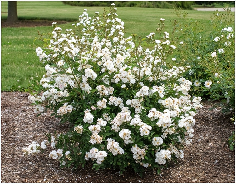 经典玫瑰品种 (玫瑰植物品种)