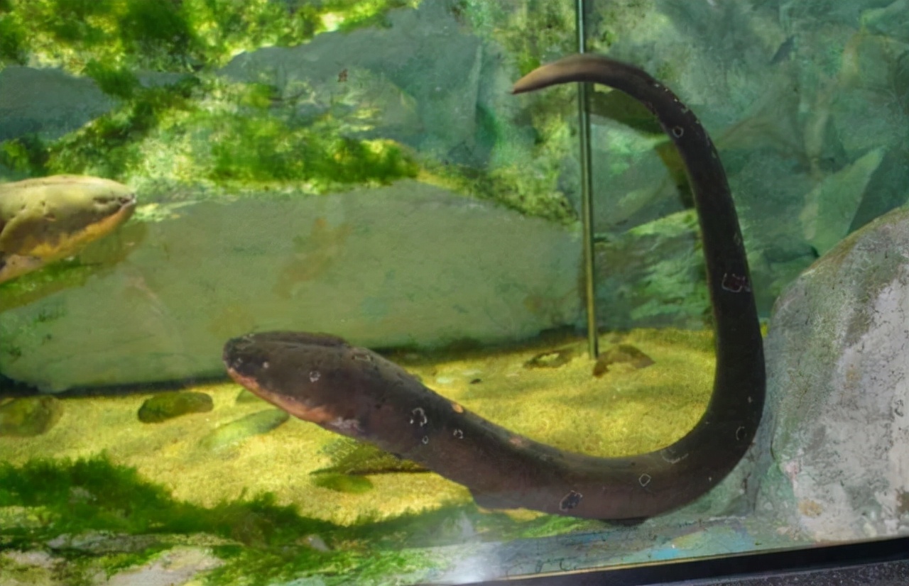 电鳗为什么可以发出电,电鳗是怎么放电的怎么电不到自己