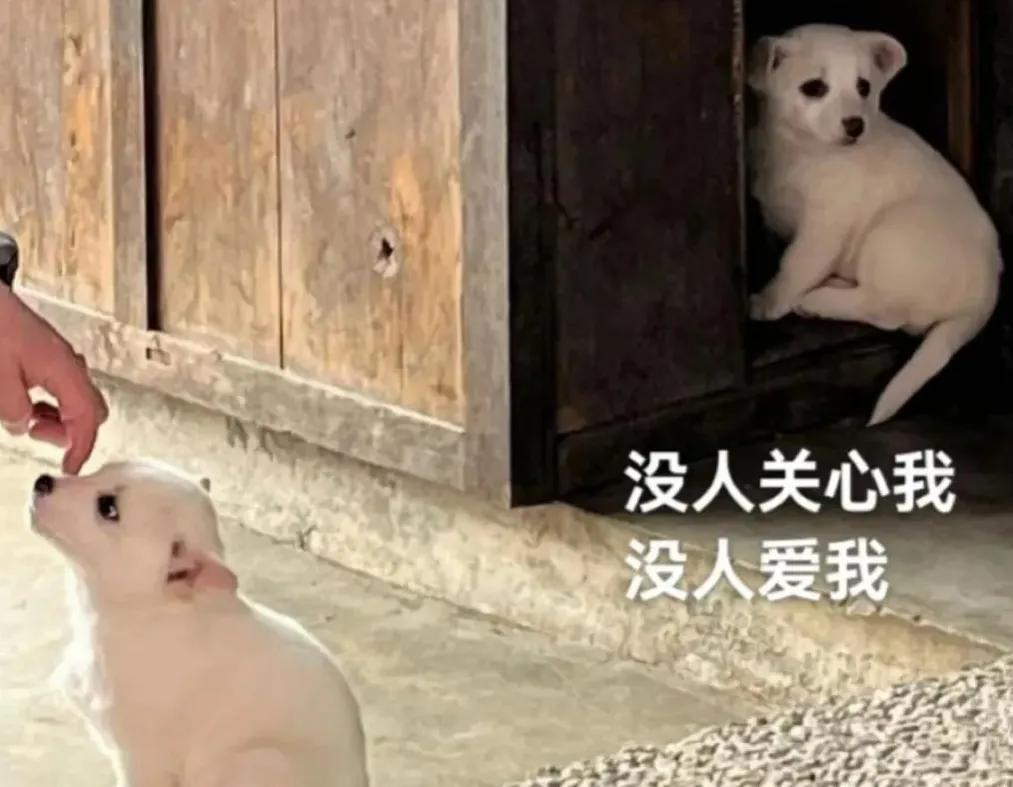 吉娃娃怎么才能适应新家,怎么与吉娃娃快速亲近