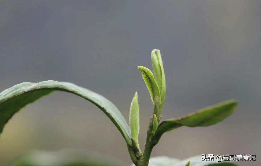 超市里不起眼的4款“廉价酒”,超市不起眼的3款“廉价茶”