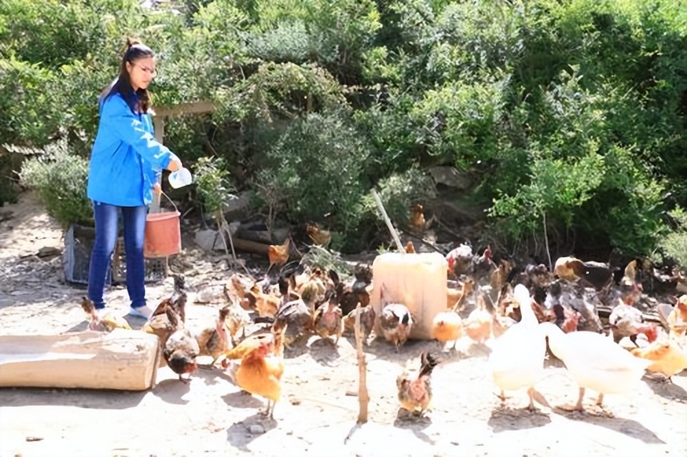 养鸡创业10大商机,90后农村小哥辞职回乡创业养鸡
