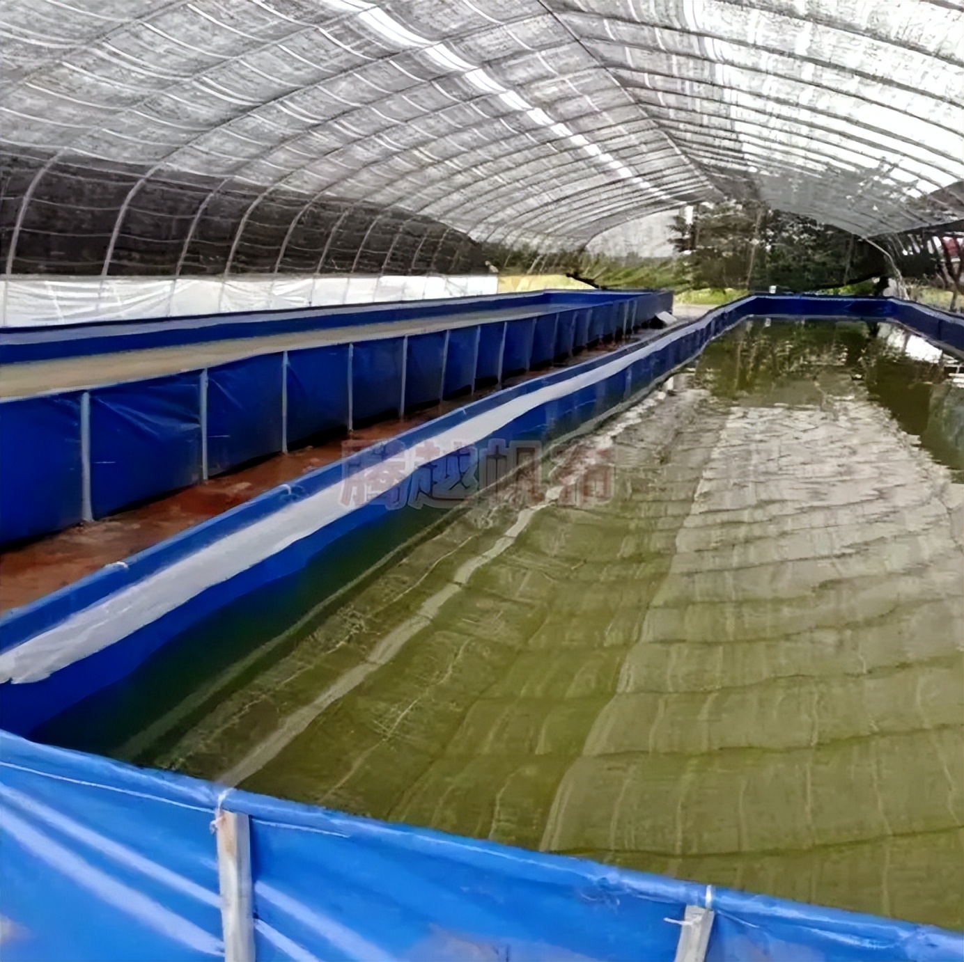鲟鱼的养殖技巧,鲟鱼规模化池塘养殖技术
