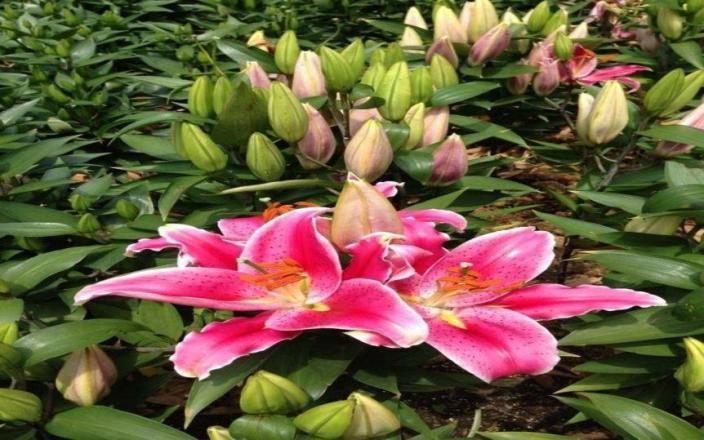 常觅春归不知处花田此地得逢君：栖云田园小镇·花间集