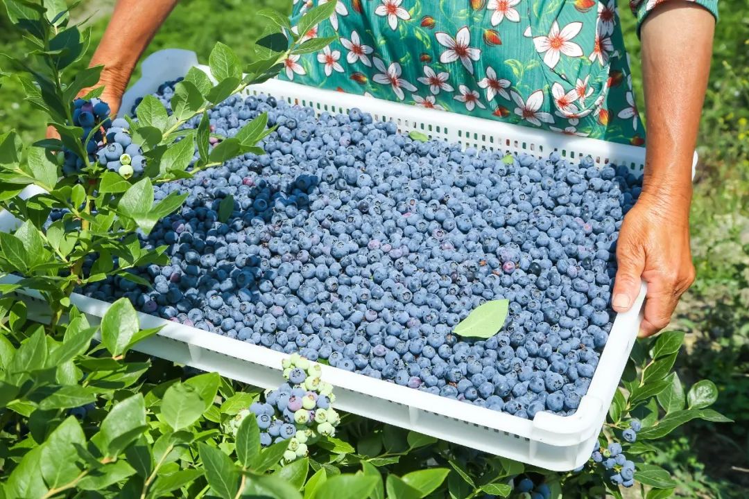 蓝莓每天吃多少量最佳,每天吃一盒蓝莓的好处