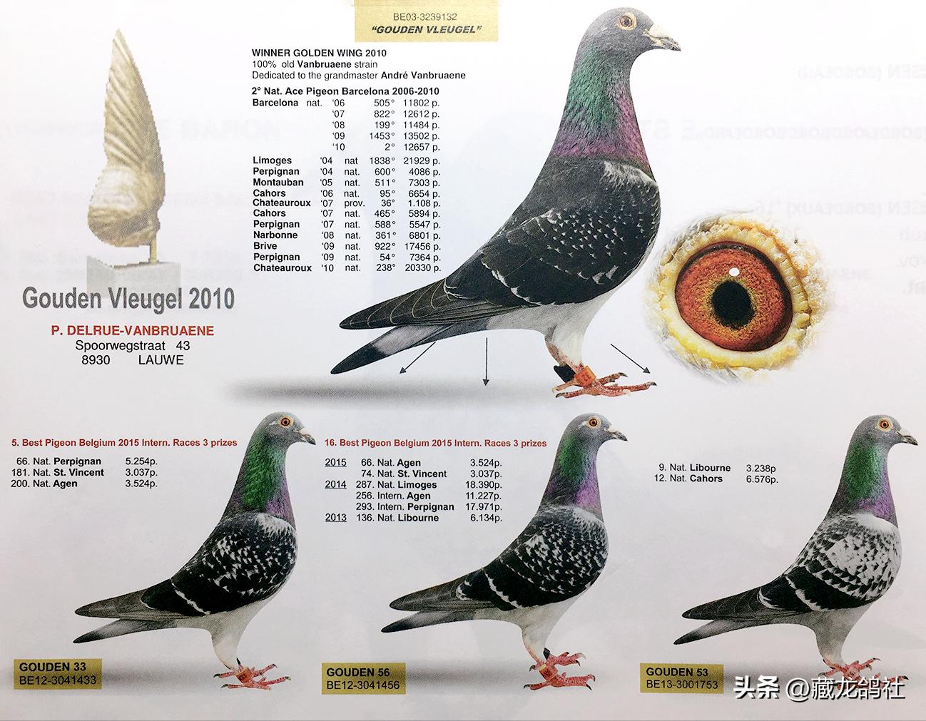 如何选一只好的种鸽,高手如何选择优秀种鸽