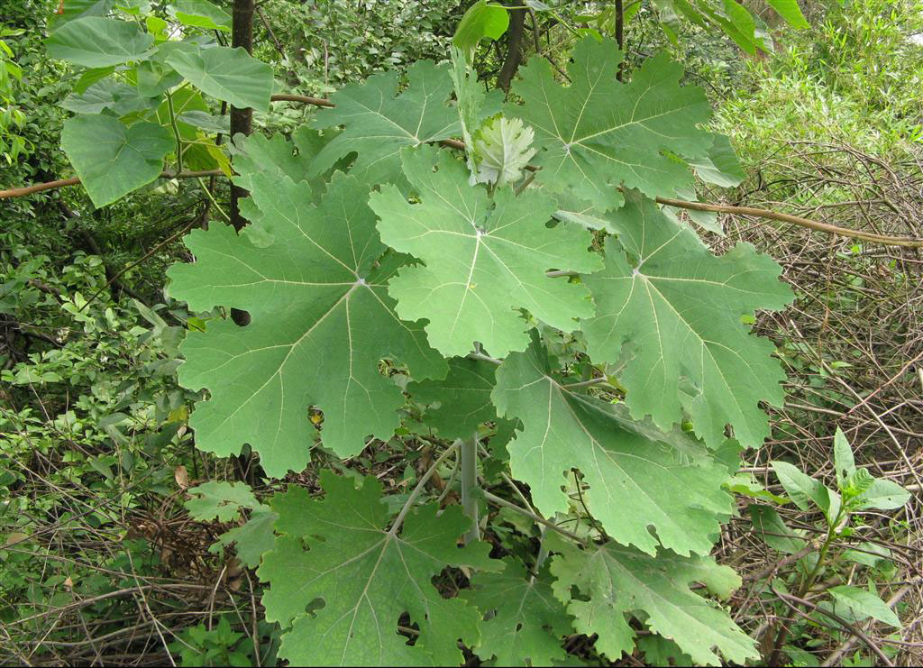 野外绝不能碰的有毒植物,农村山里常见的有毒植物