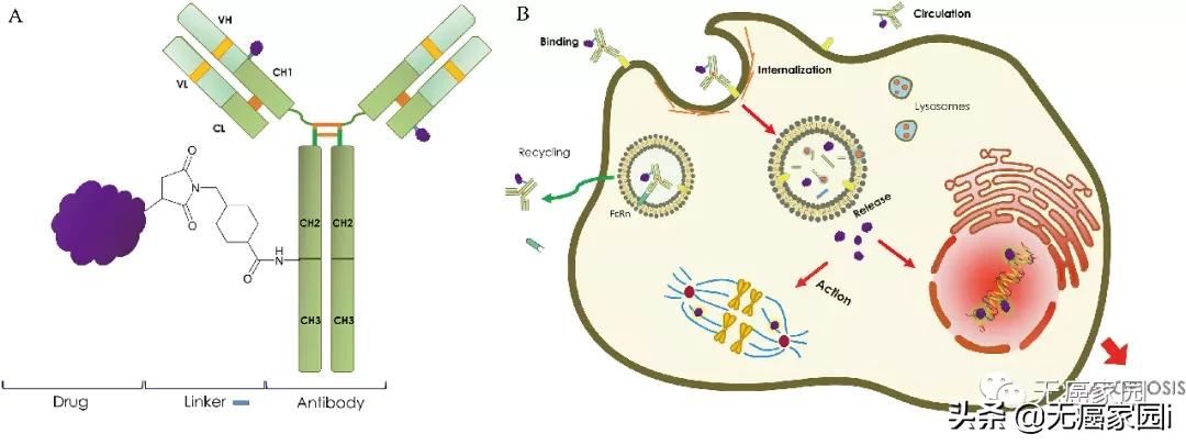 cart治疗淋巴瘤复发率,car-t细胞疗法能治愈淋巴瘤吗