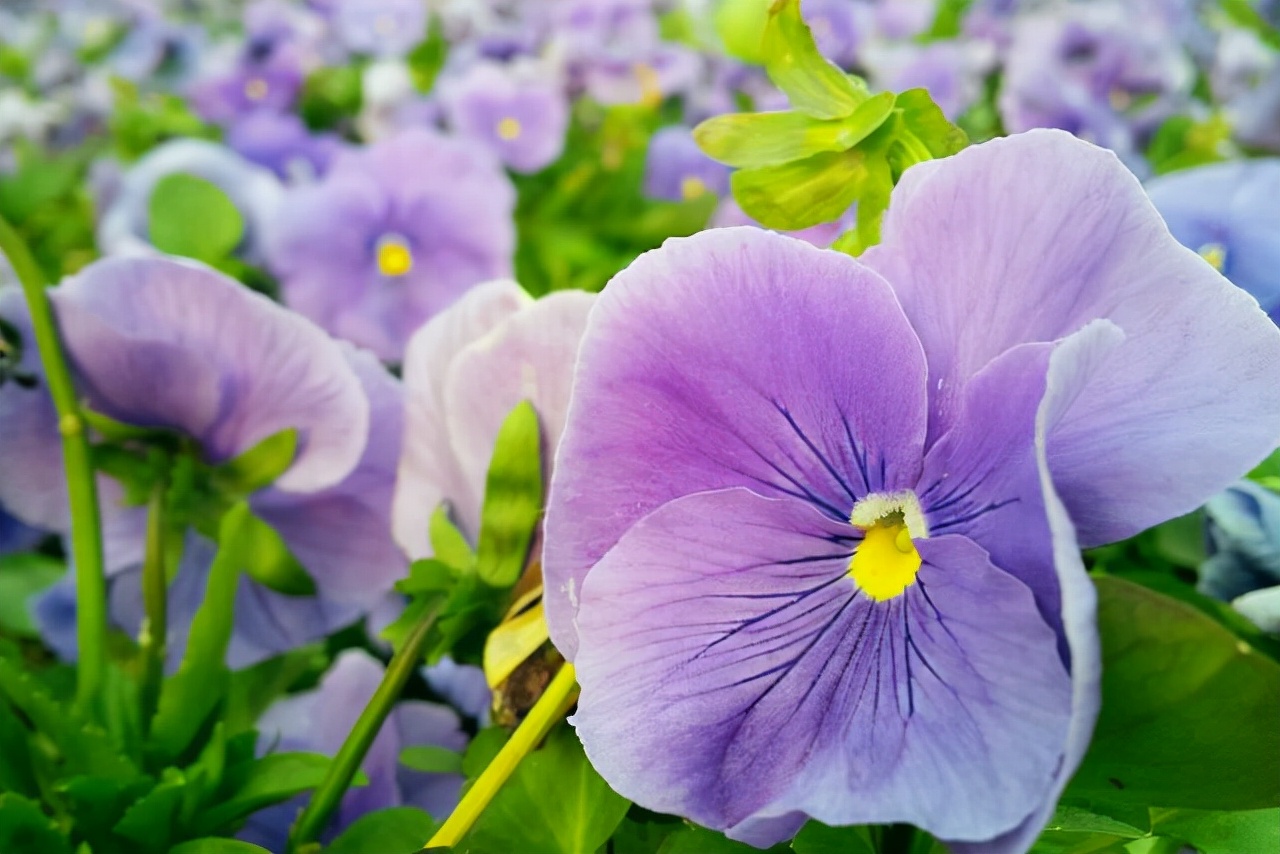 妻子背叛自己的婚姻该怎么办,婚姻中怀疑对方要不要找证据