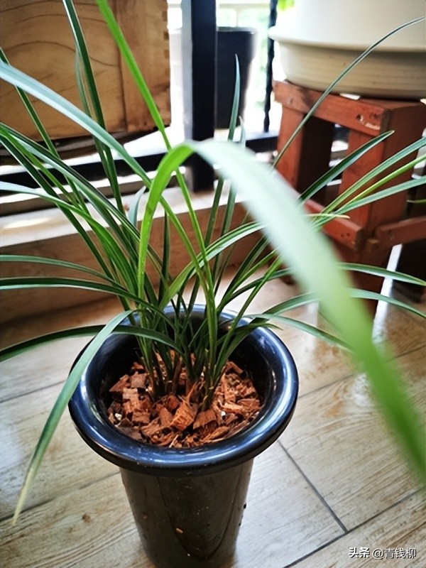 寒兰养殖方法,挑选寒兰