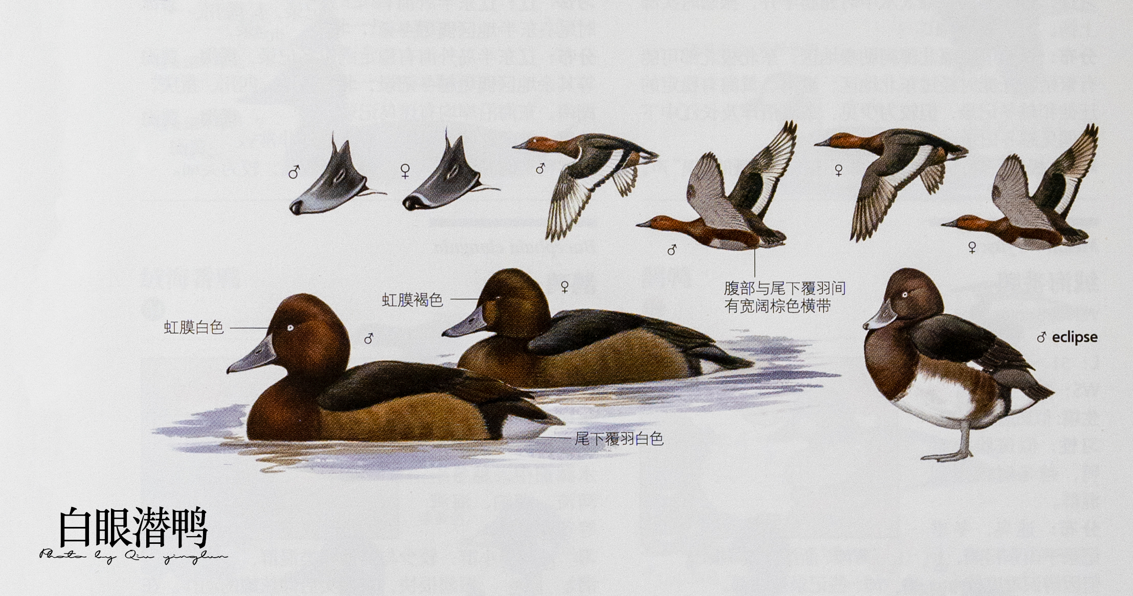 涓滄睙鎻借儨,涓滄睙鎻借儨楦熺被