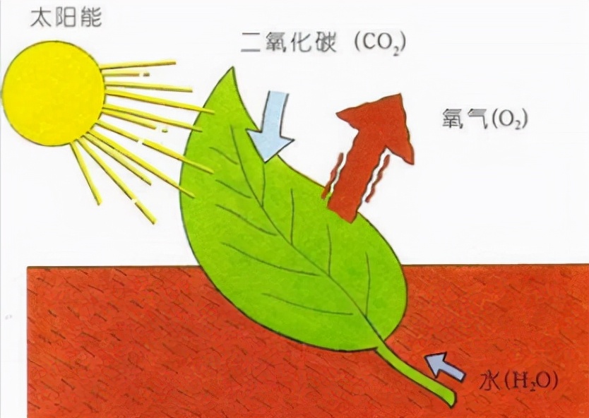 切尔诺贝利抗辐射真菌,切尔诺贝利发现的真菌