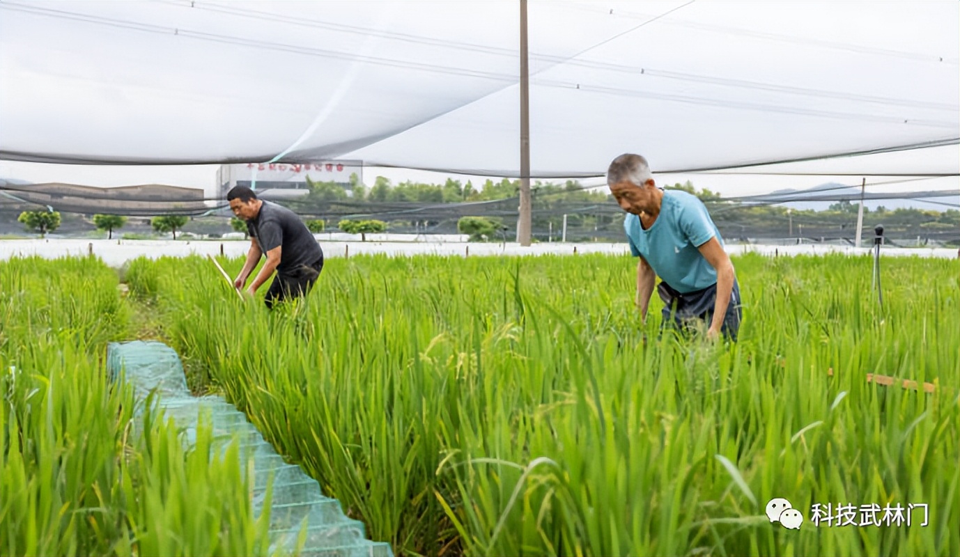 探索稻渔养殖新模式助力乡村振兴,科协多举措助力乡村振兴
