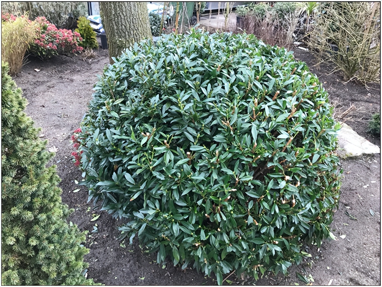 经典玫瑰品种 (玫瑰植物品种)