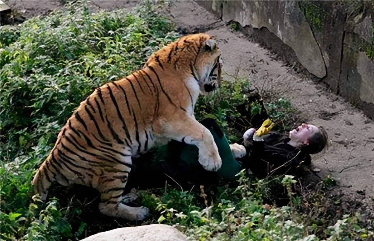 老虎吃过人后真的会被杀掉吗,吃过人的老虎到底有多可怕