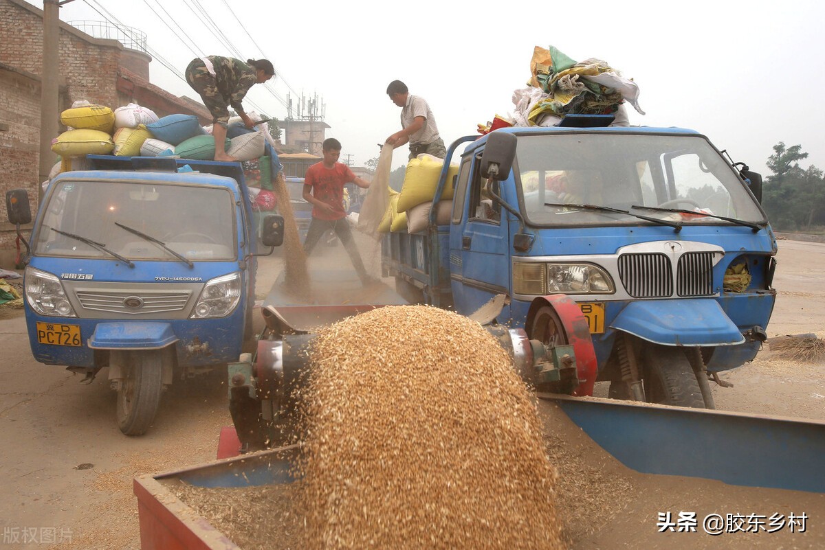 今年新小麦田间收购价格是多少,农村新麦收购价格