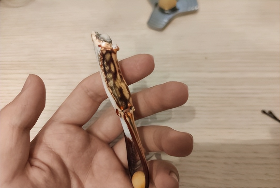 傻狍子角手把件,傻狍子的角掉了还能长出来吗