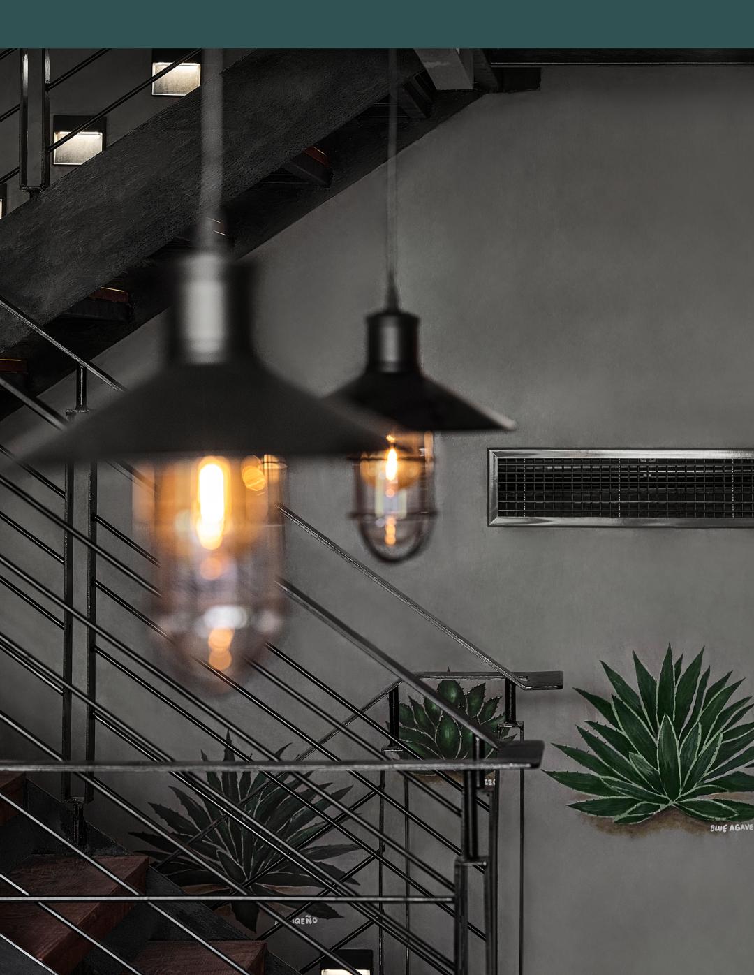 龙舌兰在现实中是怎么样的,十种最好看的龙舌兰