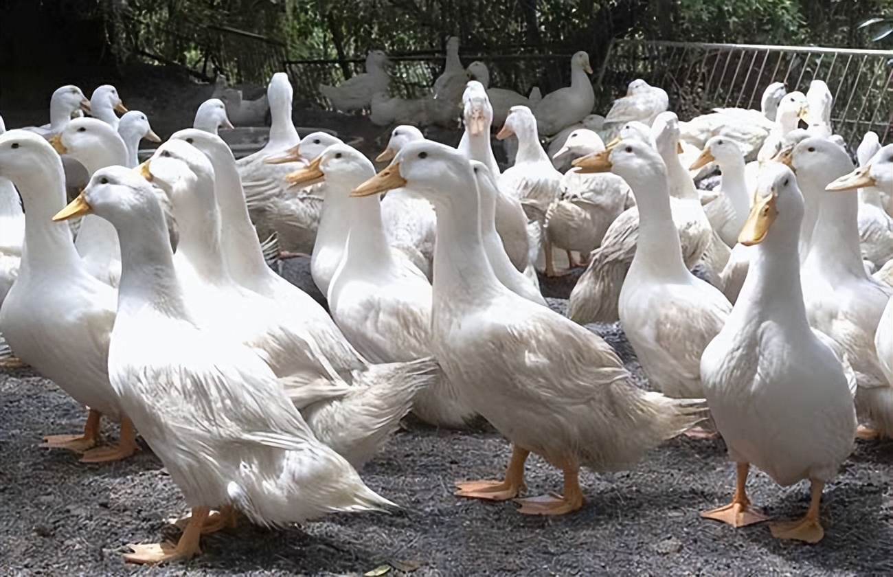 鸭子养2年卖赚钱吗,养鸭子赚钱软件