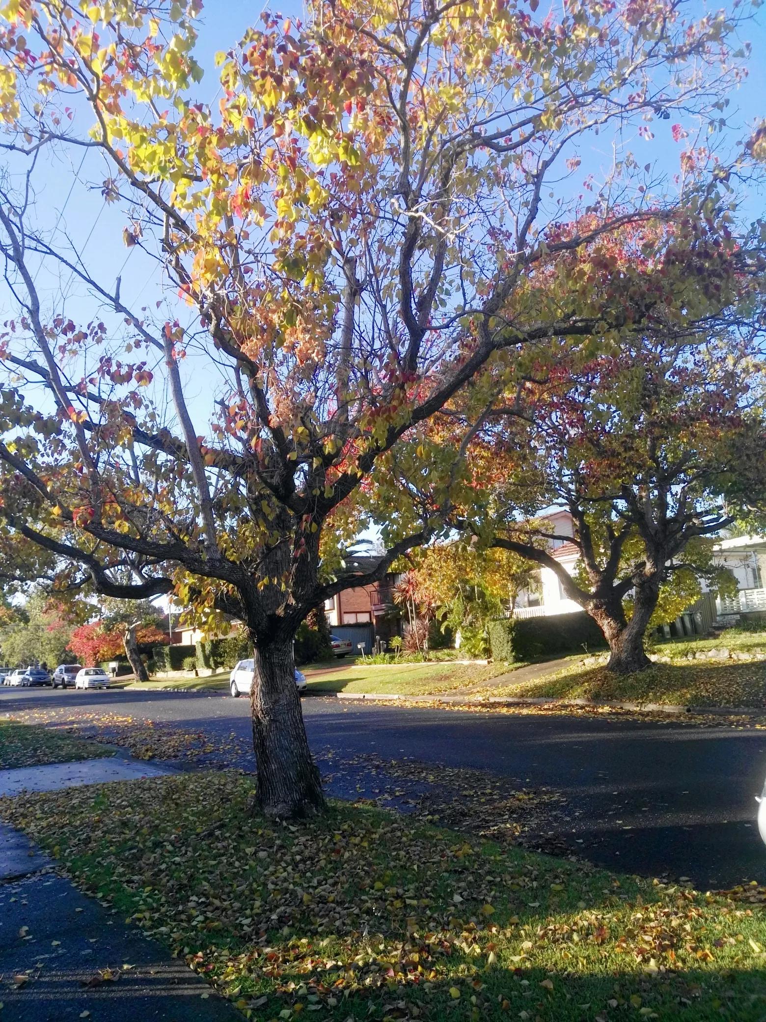 病毒肆虐全球,病毒肆虐全球高清