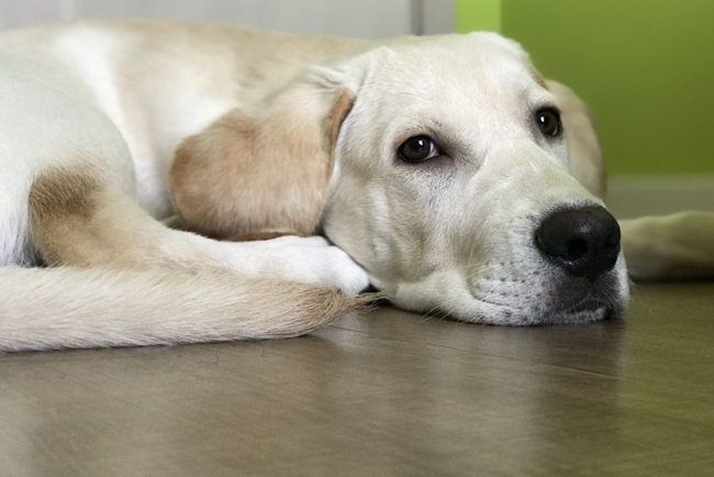 拉布拉多吐了好几天了怎么回事,拉布拉多吐了该怎么办