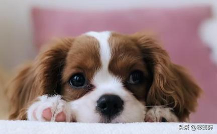 金毛犬是最好养的狗吗,小型犬适合家养的金毛