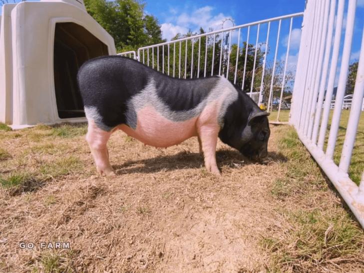 巴马香猪濒临灭绝,为什么中国土猪濒临灭绝呢