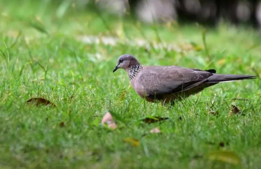 斑鸠在巢穴边不走说明什么,野斑鸠可以喂昆虫吗