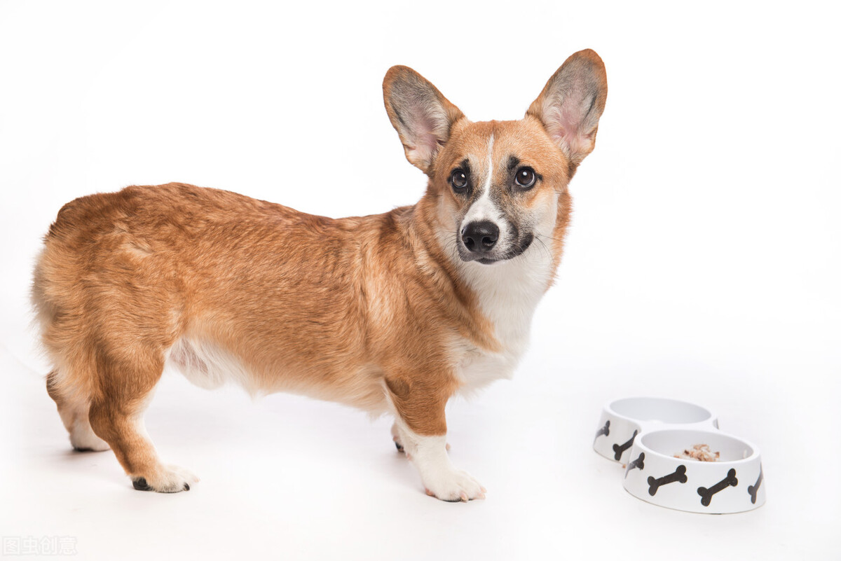 选宠物狗的正确方法和技巧,狗狗分类介绍性格大全