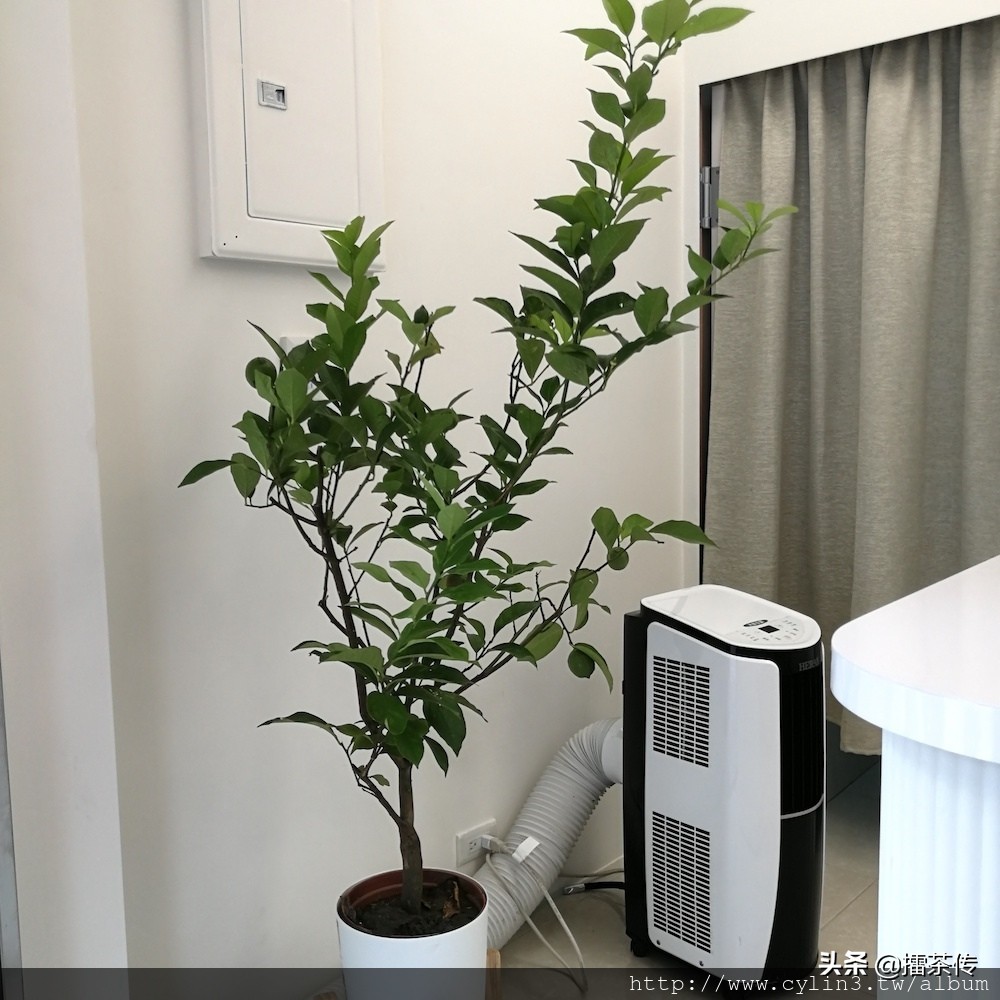 楂橀泟榛戠硸鍒ㄥ啺,楂橀泟鍐板簵