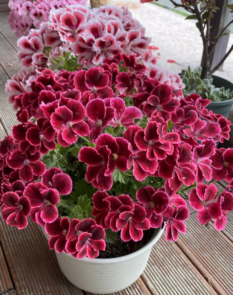 百花齐放春意浓群芳争艳,百花齐放喜迎新春