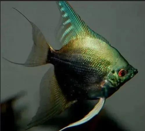 各种漂亮鱼的名称及图片,漂亮可爱的海水观赏鱼