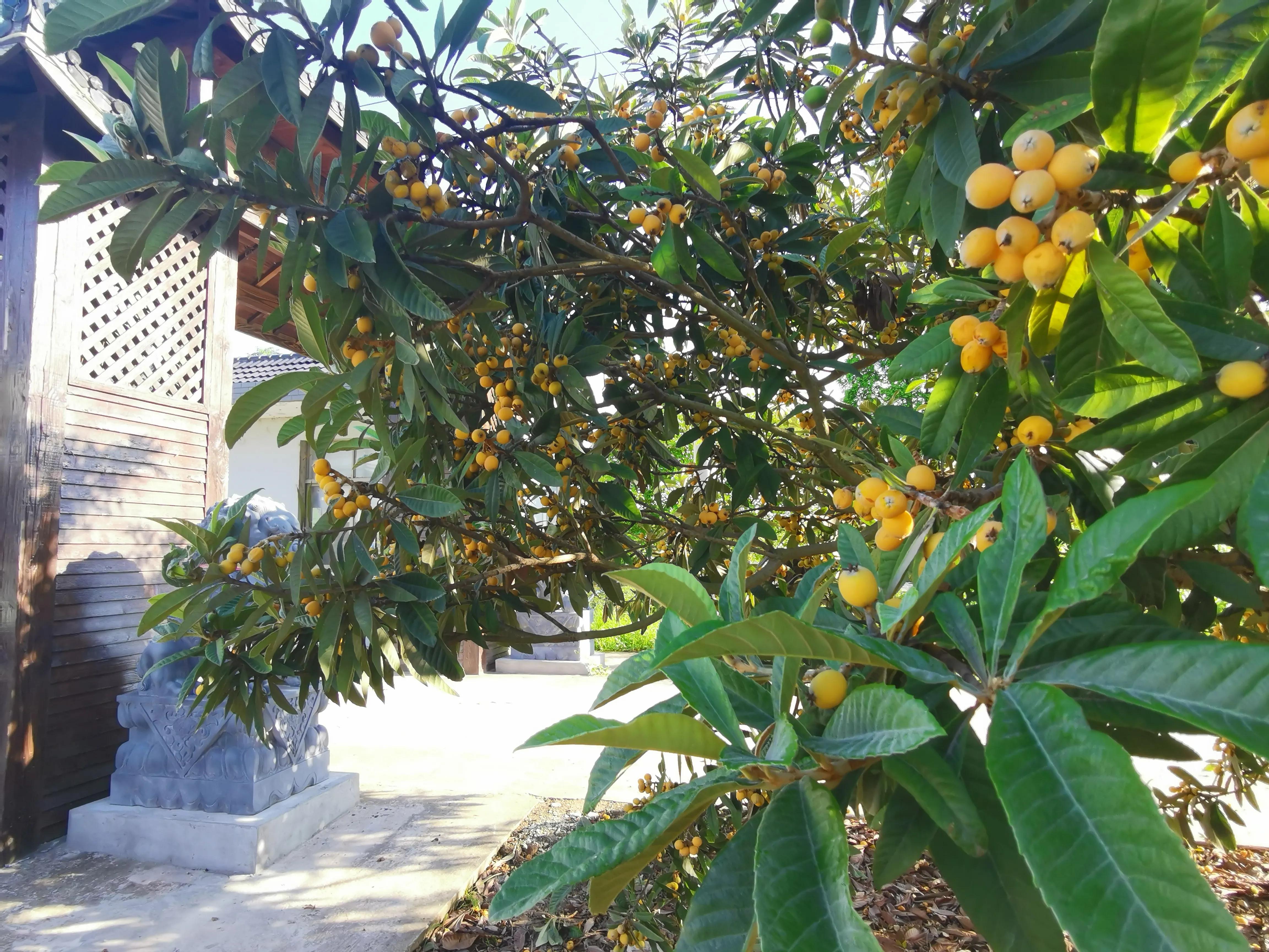 琼瑶飘逝的梦小说,琼瑶和琼瑶谁漂亮