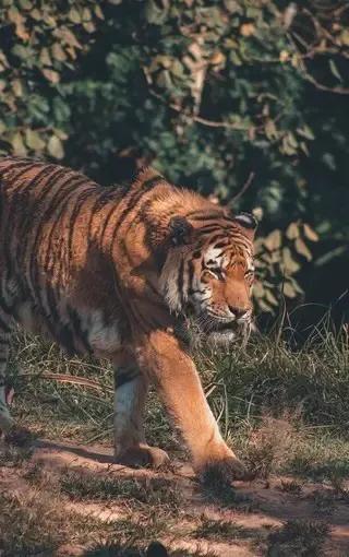 戏说老虎图文杂汇