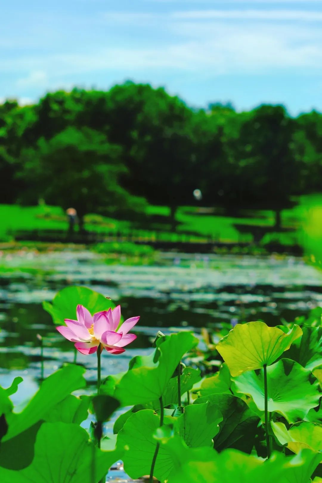 小暑已至！夏日顶流登场，一池荷风，满院莲香，惊艳了整个夏天！