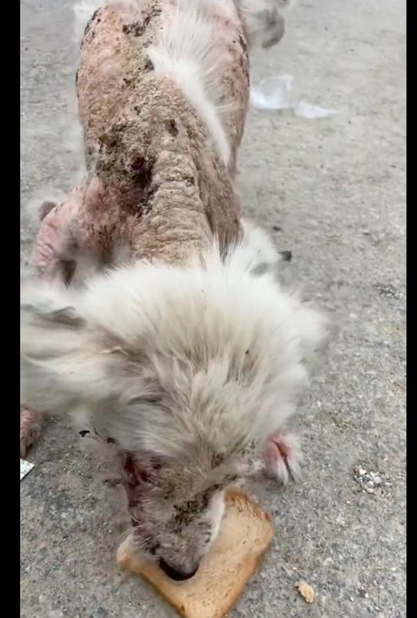 偶遇一只小狗,偶遇一只奄奄一息的小奶狗