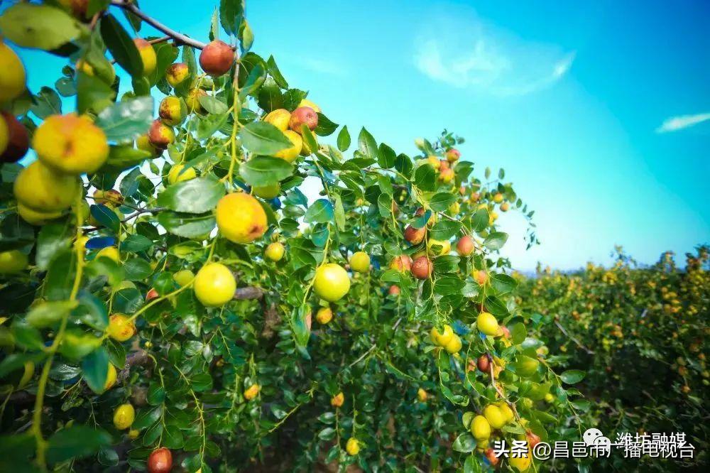 总要来趟潍坊昌邑吧!