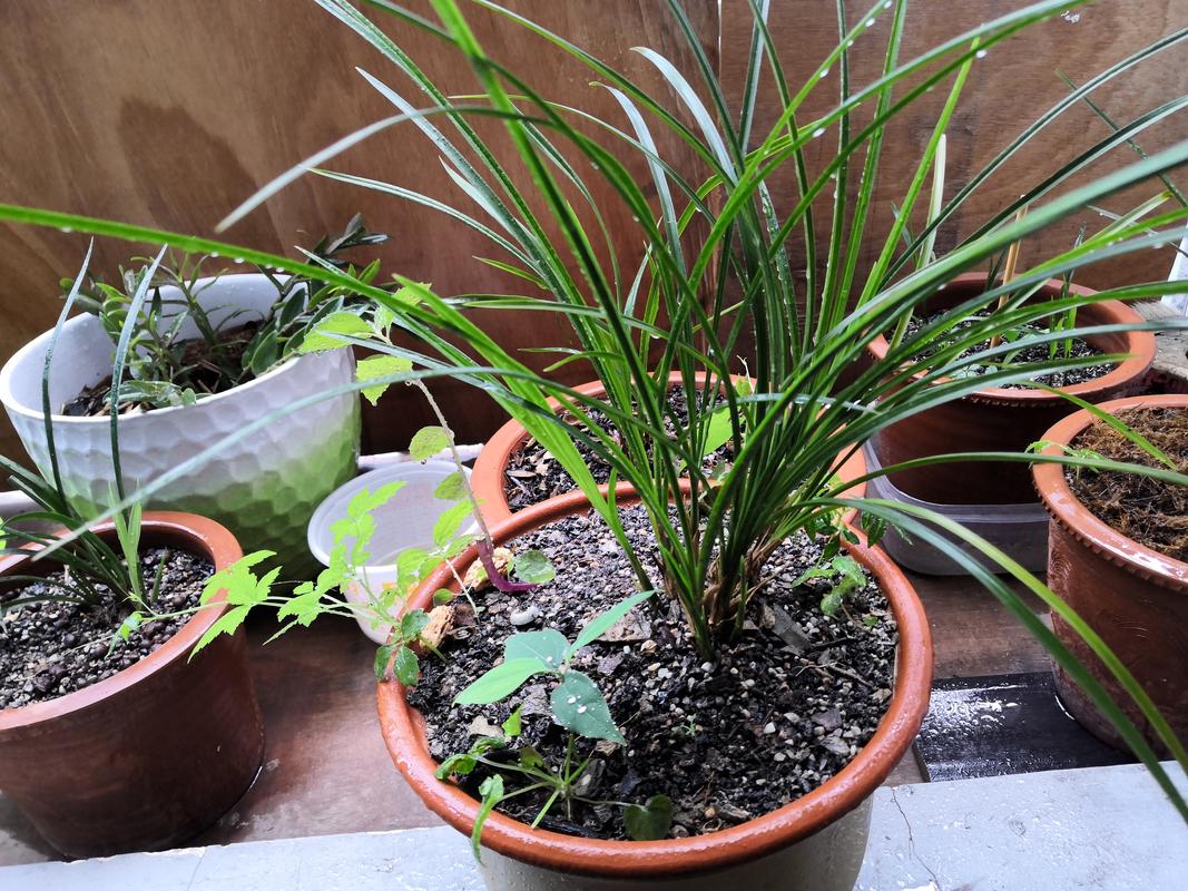 施肥施不好花易烧根怎么解救,观赏植物肥料施多了烧根怎么办